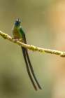 Ecuador-Guango. Long-tailed sylph hummingbird close-up. Art Print